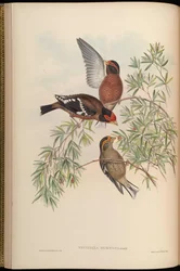 Fringilla burtoni = Callacanthis burtoni